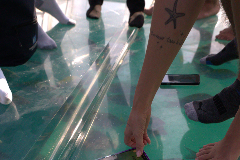 Discover Cabo San Lucas Clear Boat Glass Factory & Tequila