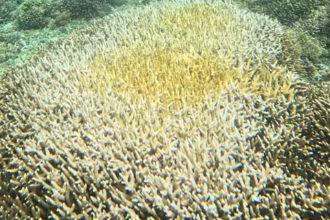 Van Gili Air : Gedeeld/Groep Snorkeltrip 3 EilandenGedeelde snorkeltour Gili Air