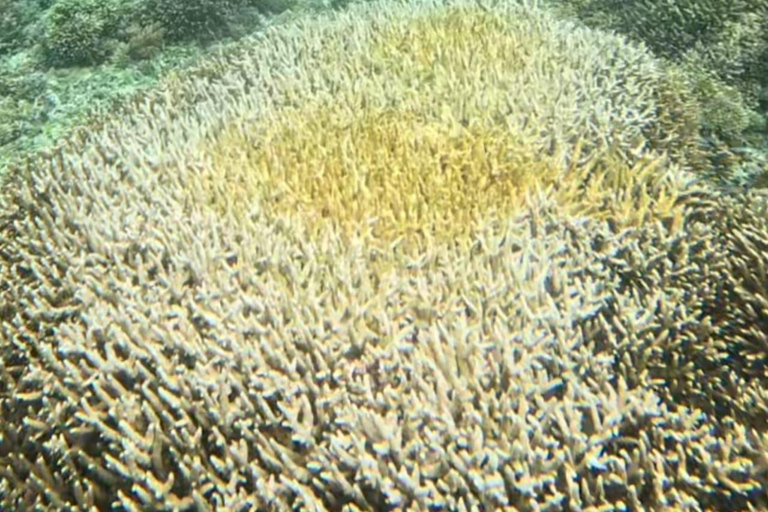 Van Gili Air : Gedeeld/Groep Snorkeltrip 3 EilandenGedeelde snorkeltour Gili Air