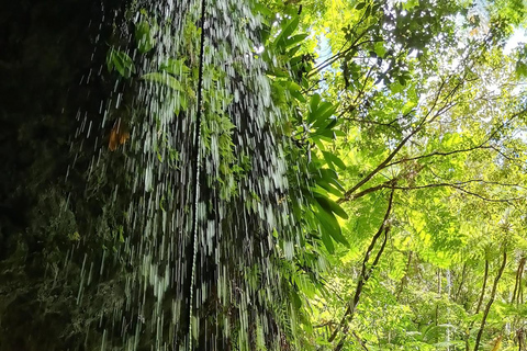 Basseterre Rainforest Hike Basseterre Rainforest Hike Private Tour