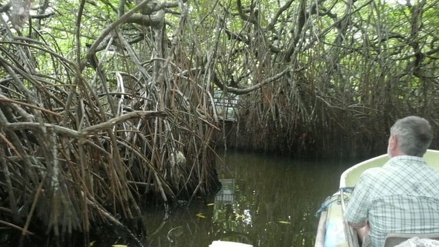 Madu Ganga: Mangrove-lagune & Bentota-boottocht