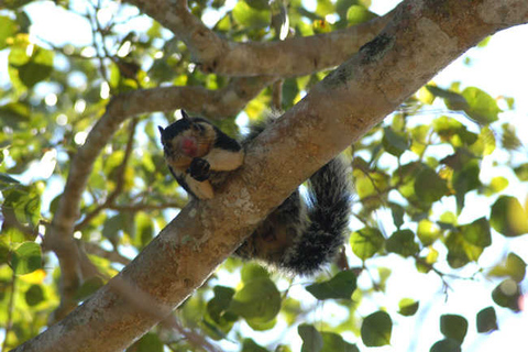 Praia da costa oeste, lagoa do rio Mangroves, passeio de barco pela vida selvagemMadu River Safari, Mangrove Lagoon e Bentota Boat Tour