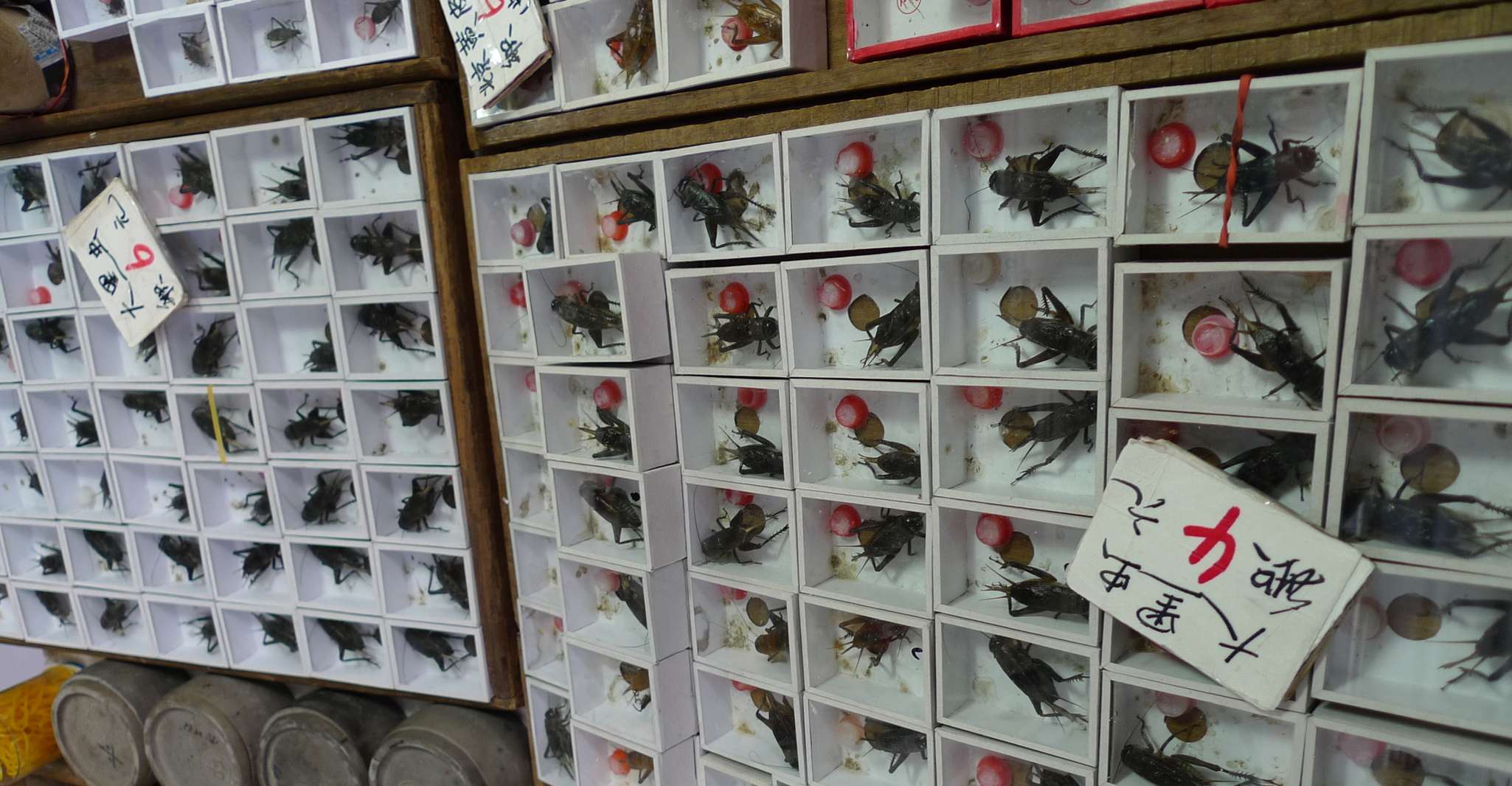 Shanghai: 3-Hour Old Shanghai City Tour photo 4