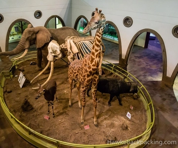 Nairobi : Visita guiada ao Museu Nacional de Nairobi
