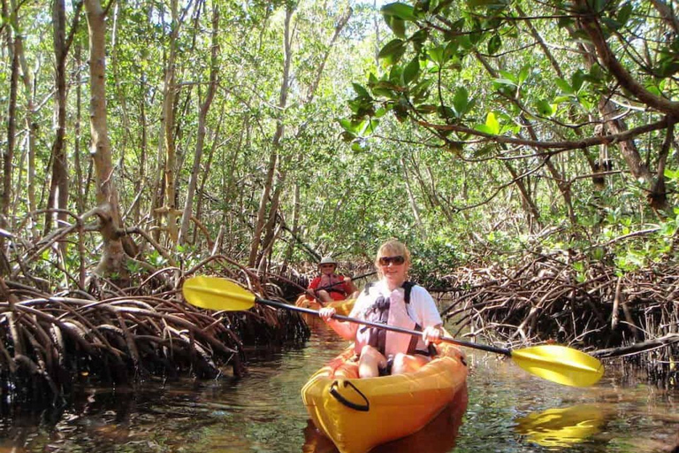 Full day kayak though the mangrove forest