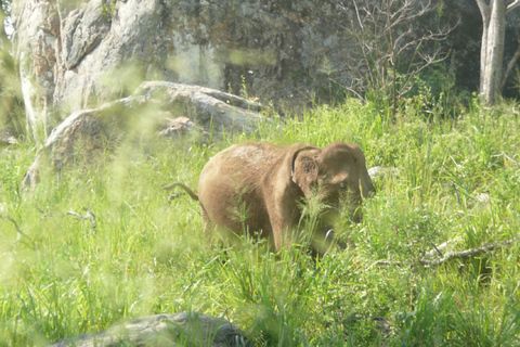 Tour di più giorni: safari sugli elefanti nel parco nazionale di Udawalawe