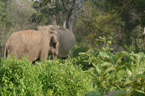 Tour di più giorni: safari sugli elefanti nel parco nazionale di Udawalawe