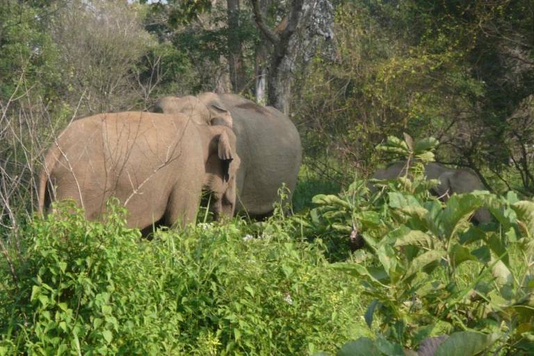 Multi-Day Tour: Udawalawe National Elephant Park Safari