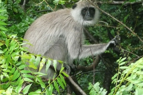 Tour di più giorni: safari sugli elefanti nel parco nazionale di Udawalawe