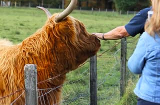 Von Edinburgh aus: Glenfinnan, Fort William und Hochlandrinder