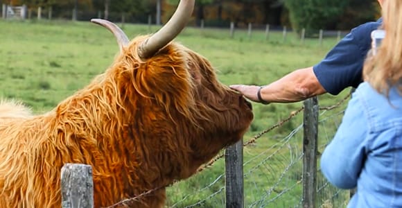 From Edinburgh: Glenfinnan, Fort William and Highland Cows