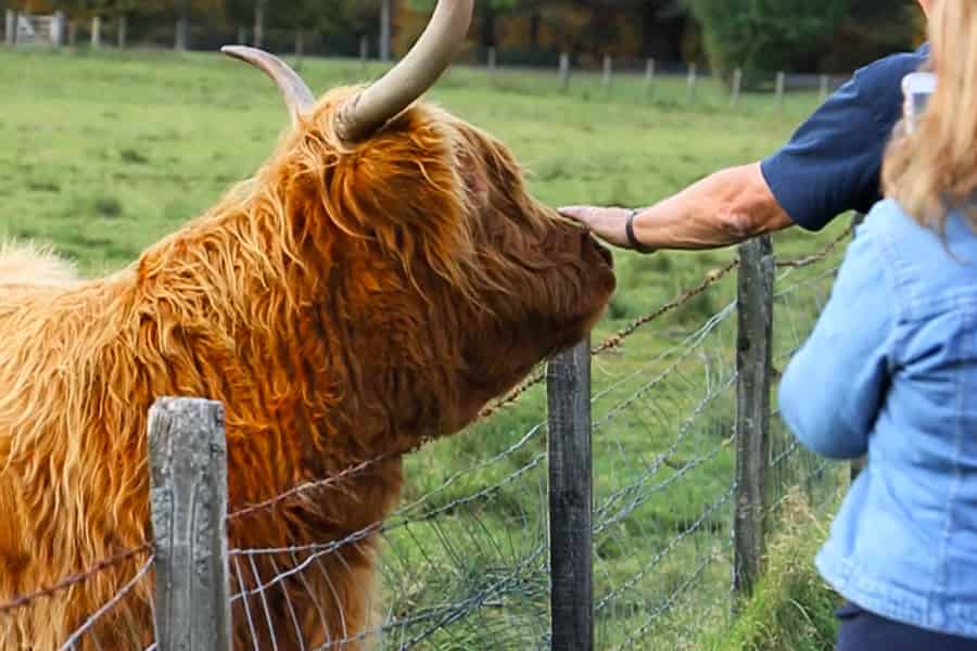 Von Edinburgh aus: Glenfinnan, Fort William und Hochlandrinder. Foto: GetYourGuide