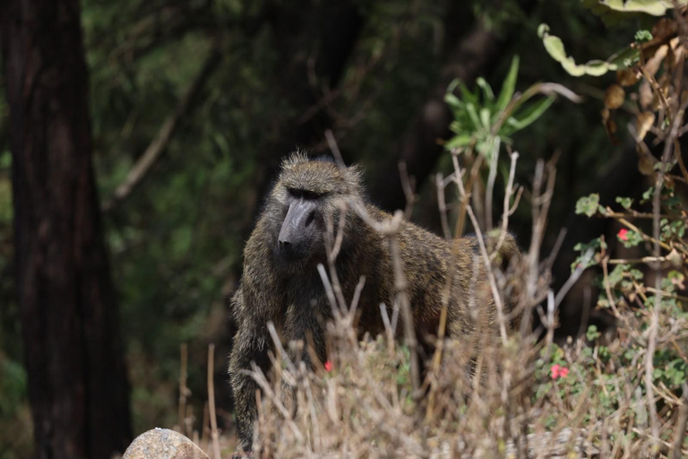 From Addis: Blue Nile Gorge, Baboons & Waterfalls