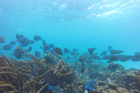 Glass Bottom Nylon Pool Tour in Buccoo Reef