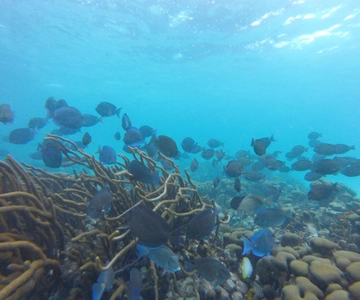 Glass Bottom Nylon Pool Tour in Buccoo Reef