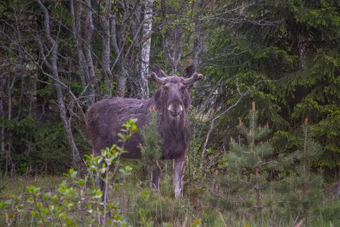 Safari por la naturaleza con cena fogata desde Helsinki