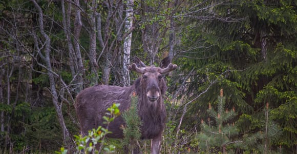 Elch- & Wildtiersafari mit Abendessen am Lagerfeuer ab Helsinki