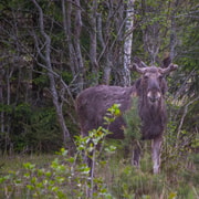 Moose & Wildlife safari with campfire dinner from Helsinki
