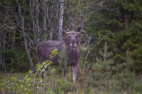 Wildlife safari with campfire dinner from Helsinki