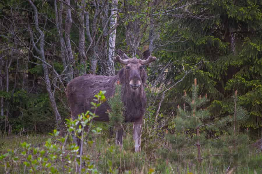 Wildtier-Safari mit Lagerfeuer-Abendessen ab Helsinki. Foto: GetYourGuide