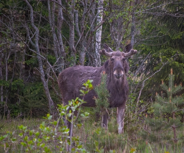 Wildlife safari with campfire dinner from Helsinki