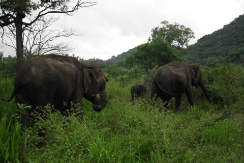 Sri Lanka: 2-dniowe safari w Parku Narodowym YalaSafari: Opcja ekonomiczna