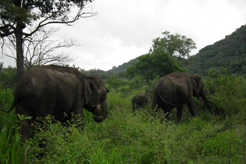 Sri Lanka: Safari de dos días por la vida silvestre de YalaSafari de vida silvestre: Opción de presupuesto