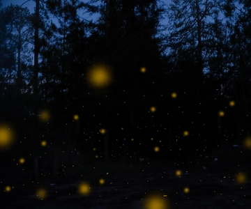 One day tour from Mexico City to Firefly Sanctuary