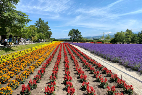 Hokkaido Summer Nature Experience: Furano & Biei