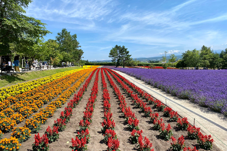 Hokkaido Summer Nature Experience: Furano & Biei