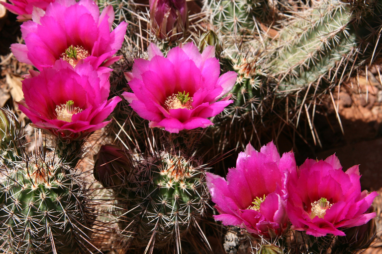 Sedona: 2 uur durende hoogtepunten jeeptour