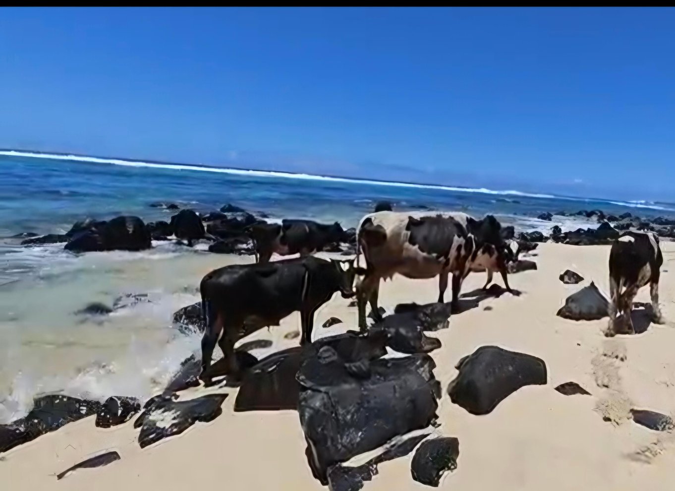 Den sydlige del af Mauritius: Quad Bike-tur