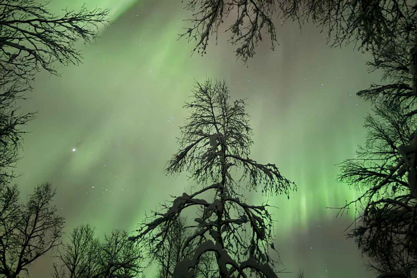 Fauske: Waldtour mit Nordlicht-Lagerfeuer & Huskys