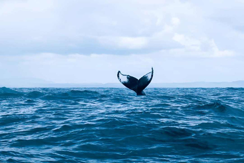 Punta Cana: Samaná Bay Whale Watching & Cayo Levantado