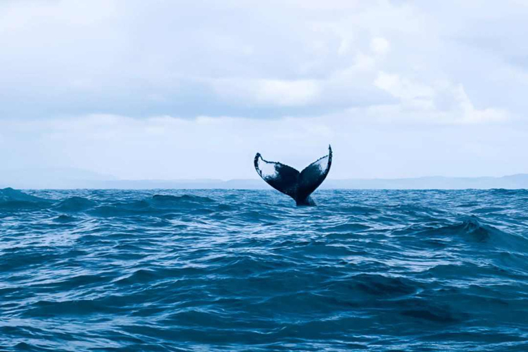 Punta Cana: Samaná Bay Whale Watching & Cayo Levantado