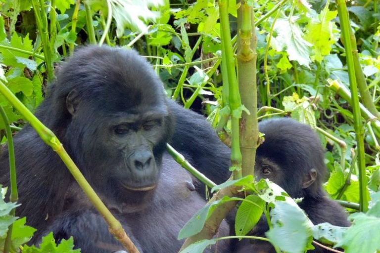 Excursion de 8 jours aux gorilles et aux chimpanzés en OugandaExcursion de 8 jours aux gorilles et aux chimpanzés en Ouganda au départ d'Entebbe