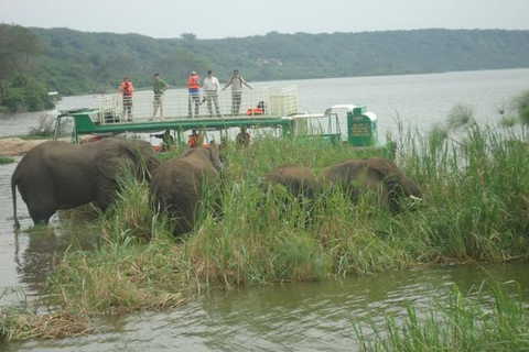 Tour de 8 días para gorilas y chimpancés en UgandaTour de 8 días para gorilas y chimpancés en Uganda desde Entebbe