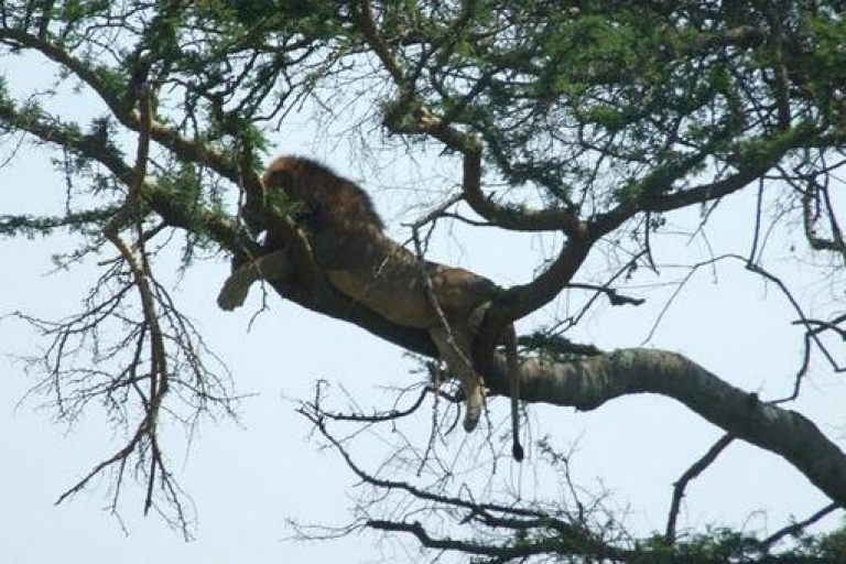 8-tägige Gorilla- und Schimpansen-Tour in Uganda8-tägige Gorilla- und Schimpansentour in Uganda ab Entebbe