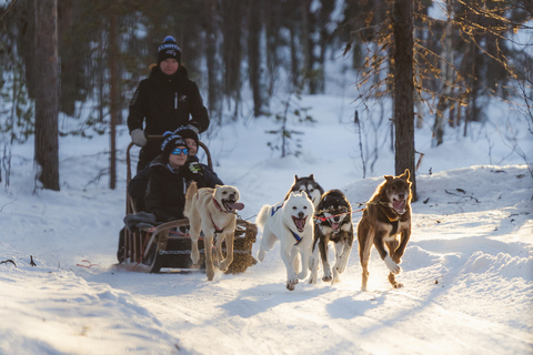 Levi: Skogstroll - Två dagars Husky safariSkogstroll - 2 dagars husky safari