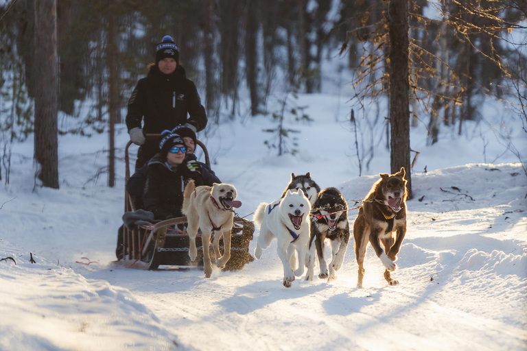 Levi: Leśny troll - dwudniowe safari z huskyForest Troll - 2-dniowe safari z husky