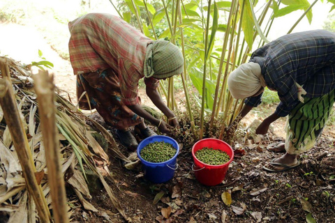 Kochi: Full-Day tour with Temple, Farming & Village Life