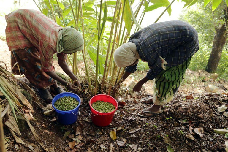Kochi: Full-Day tour with Temple, Farming & Village Life