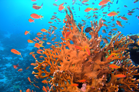 Sharm el-Sheikh: Ras Mohammed & White Island Dive & Snorkel Option 2: Certified Divers - Including Equipment