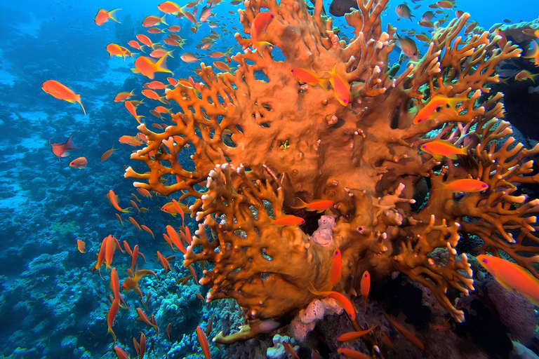 Sharm el-Sheikh: Ras Mohammed & White Island Dive & Snorkel Option 2: Certified Divers - Including Equipment