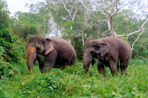 Phuket : Visite du parc naturel des éléphants