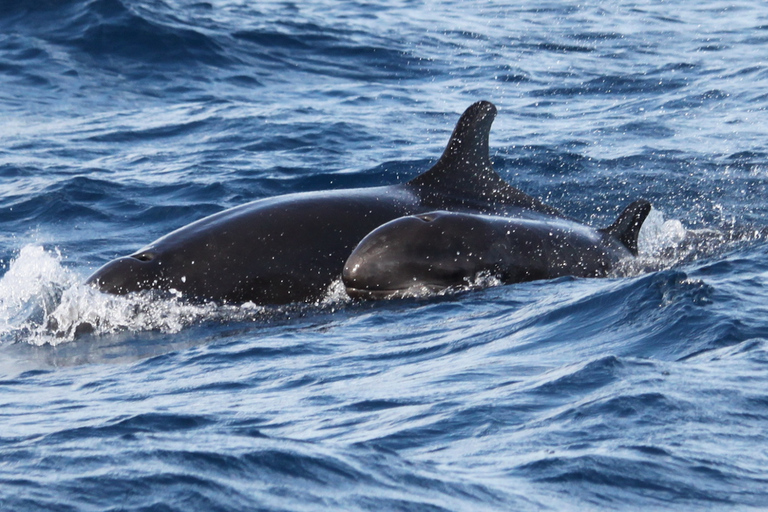 Depuis Funchal : Aventure avec les dauphins en bateau rapide