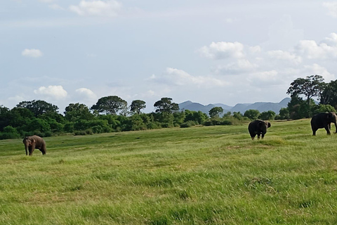 Minneriya: Morning Jeep Safari with Hotel Pickup and Drop-of