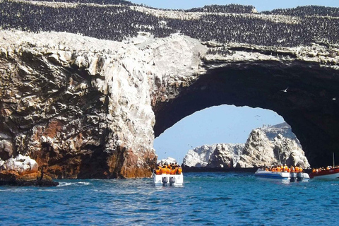 From Ica: Paracas and Huacachina Oasis Day Trip with …