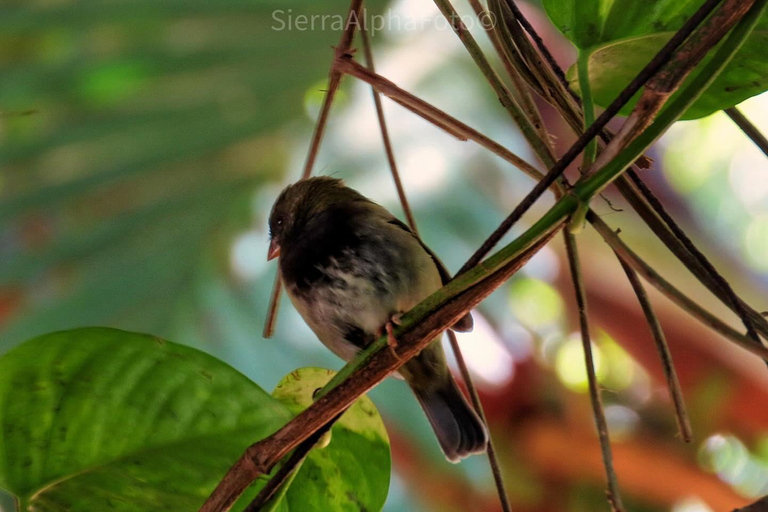 Visite privée du sanctuaire d&#039;oiseaux de RocklandDepuis Montego Bay