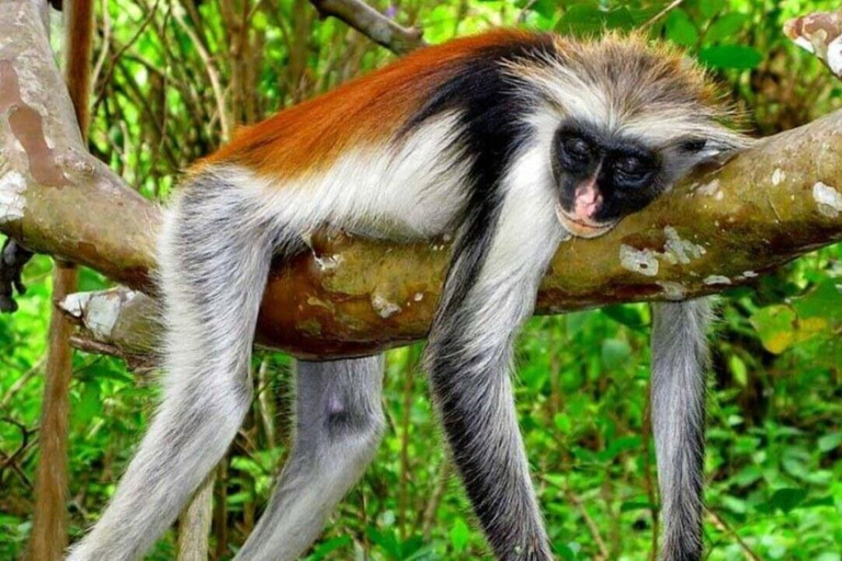 Zanzibar: wycieczka do lasu JozaniWycieczka prywatna bez transportu z/do hotelu, wszystkie bilety wstępu w cenie